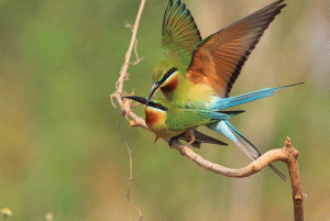 Blue-tailed Bee-eater