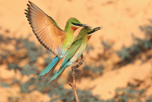 Blue-tailed Bee-eater