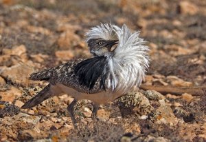 Houbara bustard Fuerteventura 02/2018