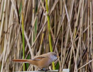 bearded-tit-panurus-biarmicus