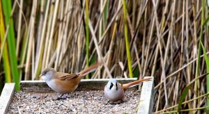 bearded-tits-panurus-biarmicus