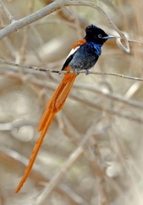 Male African paradise flycatcher