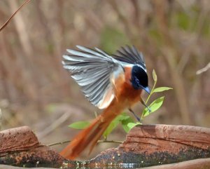 Male African paradise flycatcher