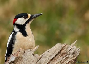 great spotted woodpecker