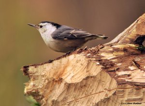 Nuthatch and Beaver damage