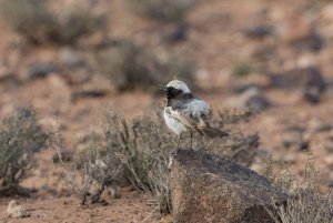 Male Red-rumped wheatear