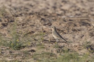 Isabelline wheatear