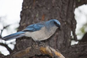 Mexican jay- LIFER!