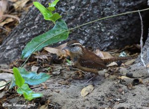 Carolina Wren