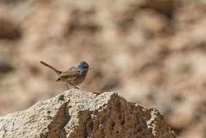 Tristram's warbler