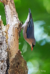 Velvet-fronted Nuthatch