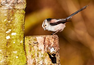 Long Tailed Tit