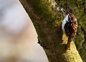 Treecreeper