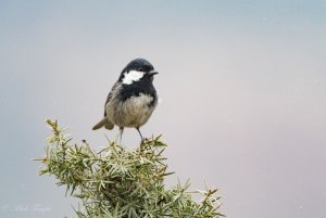 Moroccan Coal tit