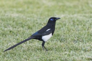 Moroccan magpie