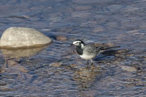 Moroccan white wagtail