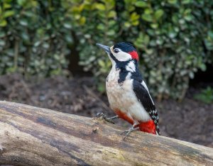 Greater spotted woodpecker