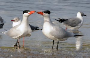 Tern and Tern about