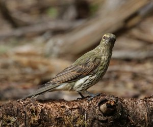 Juvenile Olive-backed Oriole