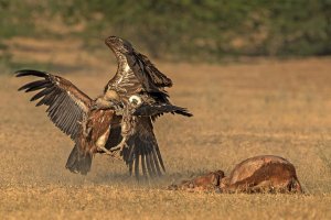 Himalayan Griffon and Griffon Vulture