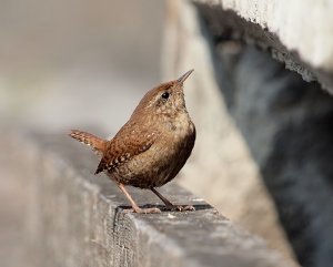 Wren