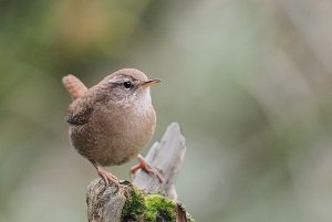 wren