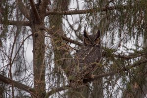 Great Horned Owl