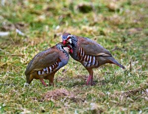 Red Legged Partridges.