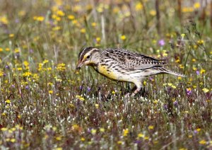 Western Meadowlark