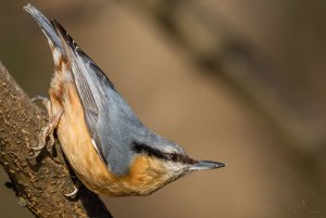 Eurasian nuthatch posing