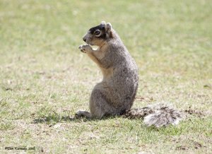 Sherman's Fox Squirrel