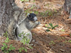 Sherman's Fox Squirrel #3