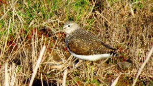 Green Sandpiper