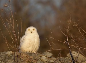 Snowy Owl