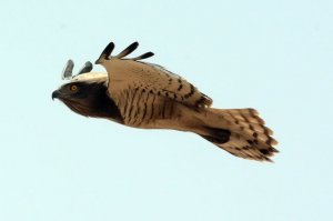 Beaudouin's snake eagle