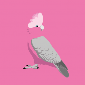 Galah