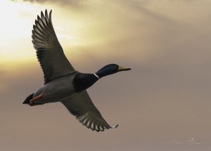 Mallard in the sunset