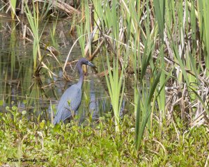 Little Blue Heron