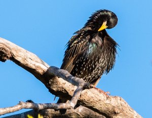 Common Starling - preening