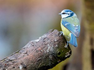 Blue Tit