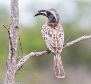 Grey Hornbill