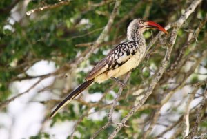 Red-billed Hornbill