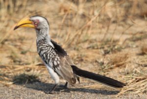 Yellow-billed Hornbill