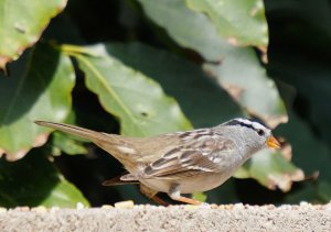 White-crowned sparrow (Gambel's)