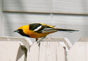 Hooded oriole