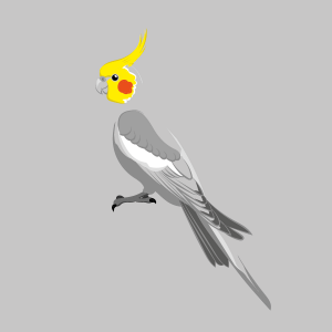 Cockatiel