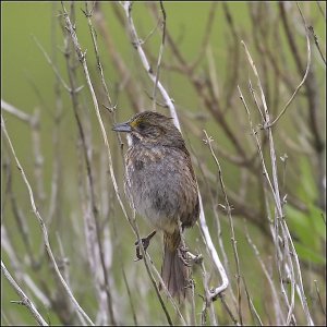 Seaside Sparrow