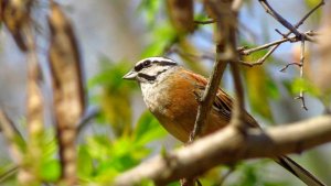 Rock Bunting (male)