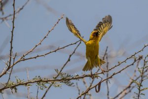 Ruppell's Weaver Displaying