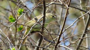 Eastern Bonelli's Warbler